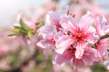 Peach blossoms in the spring