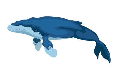 Vector humpback whale big underwater mammal  isolated on white background 