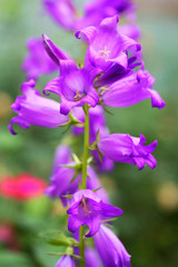 Flowers blue (violet) bells or campanula flowers