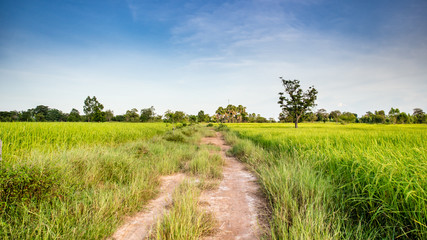 Green rice field landscape