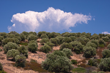 Fototapeta na wymiar olive forest