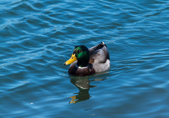 Mallard duck swimming in Newport Beach back bay