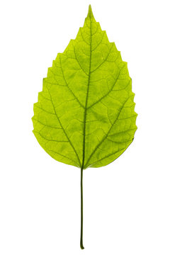 Зелёный лист растения на белом фоне
