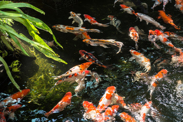 Koi fish in a pond
