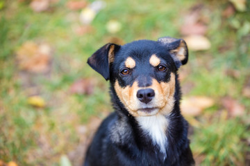 Dog sitting on the fallen leaves outdoor in autumn