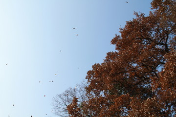 Leaves