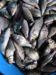 catch : silver scaled small-sized crucian