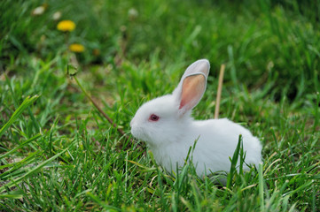 Little  rabbit on the field