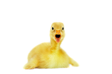 Duckling isolated on white background