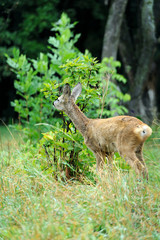 Young deer on the meadow