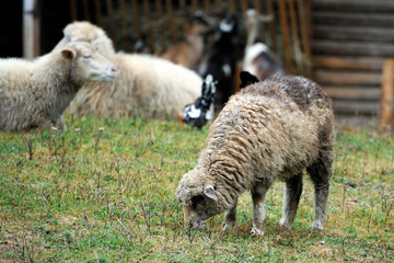 Group of sheep in farm