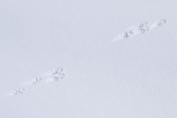 Hare tracks in the snow.
Two impressions of a hare paws on a diagonal shot.