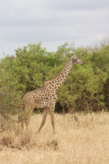 A Male Giraffe in Tarangire National Park