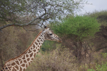 A Male Giraffe in Africa