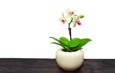 orchid flower in vase