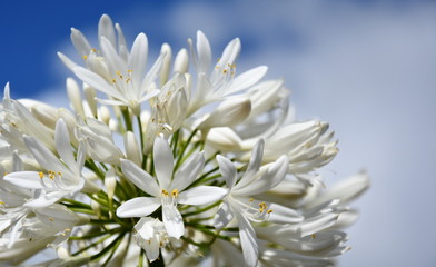 Closeup photo of Lily of the Nile, also called African White Lily flower (Agapanthus Africanus) in...