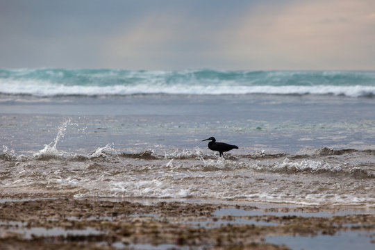 Black Heron at the sea hunts at low tide