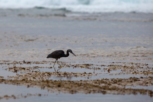 Black Heron at the sea hunts at low tide