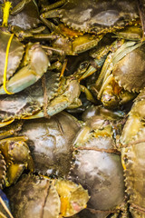 Fresh Crabs for sale