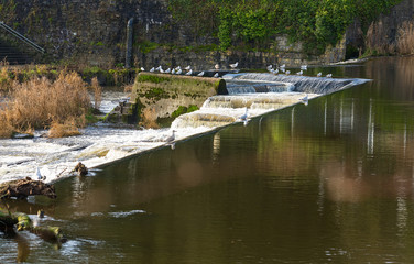 Fototapeta na wymiar Seagulls at the edge of a cascading waterfal on river Liffey in town of Lucan in Ireland