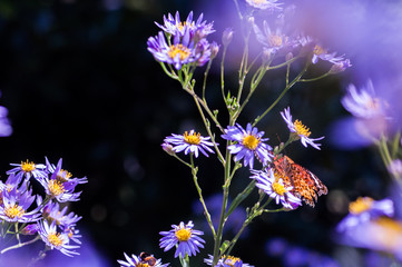 Butterfky on the Purple Flower