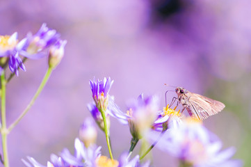 Butterfky on the Purple Flower