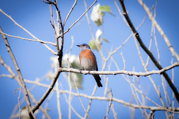 blue bird