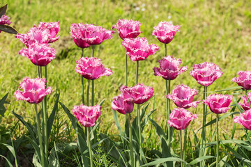 Fototapeta premium pink tulips in spring