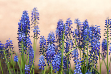 blue lupine in spring