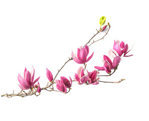 Obraz premium magnolia flowers isolated on white background