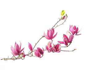 Poster magnolia flowers isolated on white background © xiaoliangge