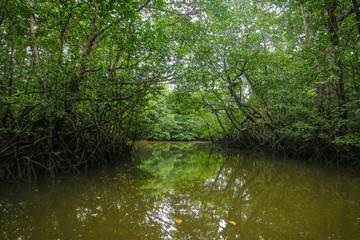 Peaceful waters of the Mangrove Forest Tour