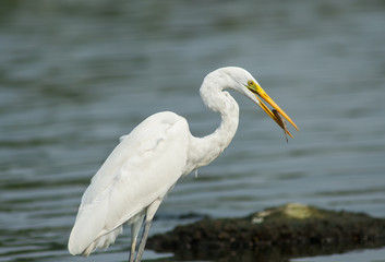 White Egret on a lagoon