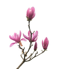 magnolia flowers isolated on white background