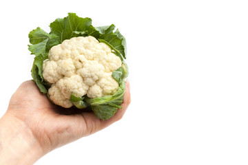 Hand holding cauliflower on white background isolated