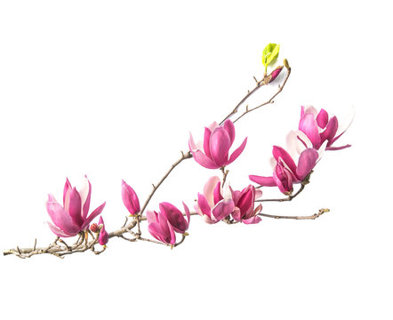 Fototapeta magnolia flowers isolated on white background