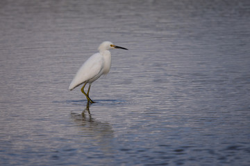 Snowy egret in North California marsh, with its reflection  in the water