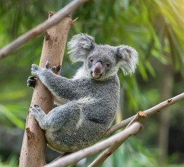 Fototapeta premium koala on tree sunlight on a branch
