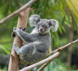 Wall murals Koala koala on tree sunlight on a branch
