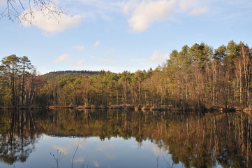 Fototapeta na wymiar lake in forest at spring