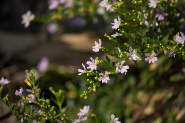 Small Soft Pink False heather Flower