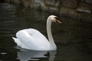 Swan at the lake