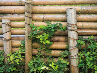 Bamboo fence with many plants