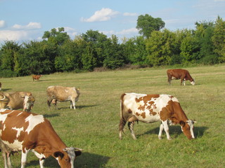 Fototapeta na wymiar Herd in pasture