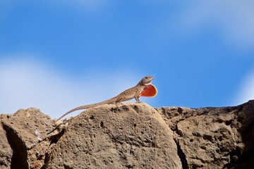 lizard on rock