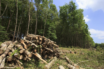 Deforestation environmental problem, rain forest destroyed for oil palm plantations