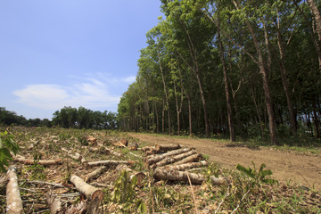 Obraz premium Deforestation environmental problem, rain forest destroyed for oil palm plantations