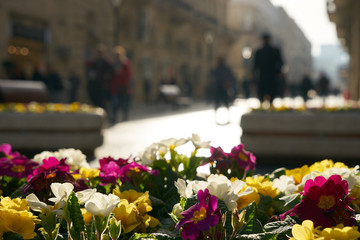 Flowers violets on the flowerbed in city blur. Spring time.