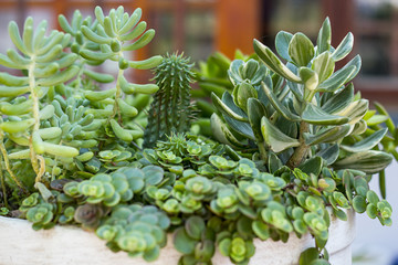 Close up of succulent garden arrangement