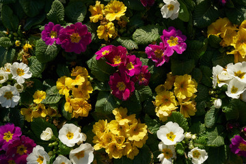 Spring multicolored lilac violet flowers, springtime concept.